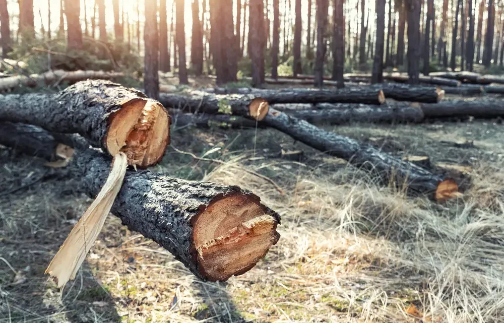 Deforestation in numbers