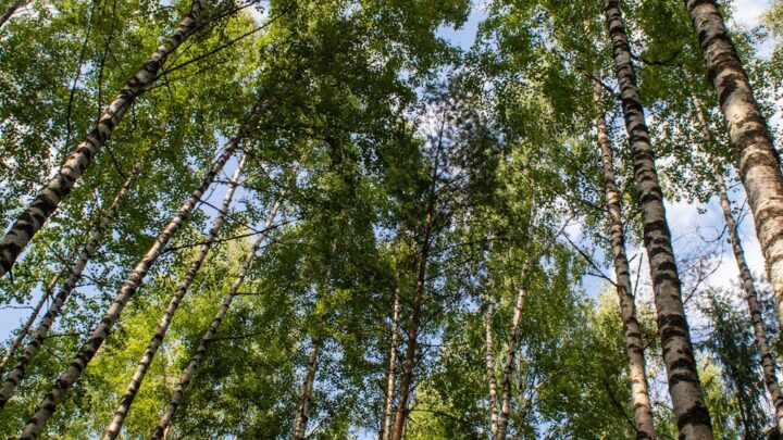 Forest canopies