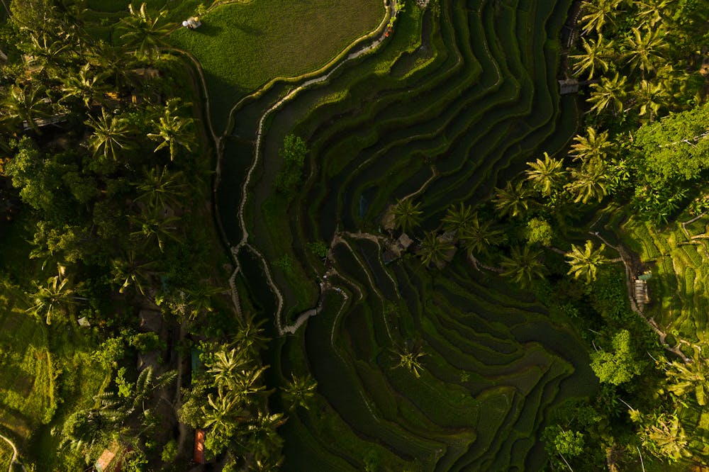 agroforestry