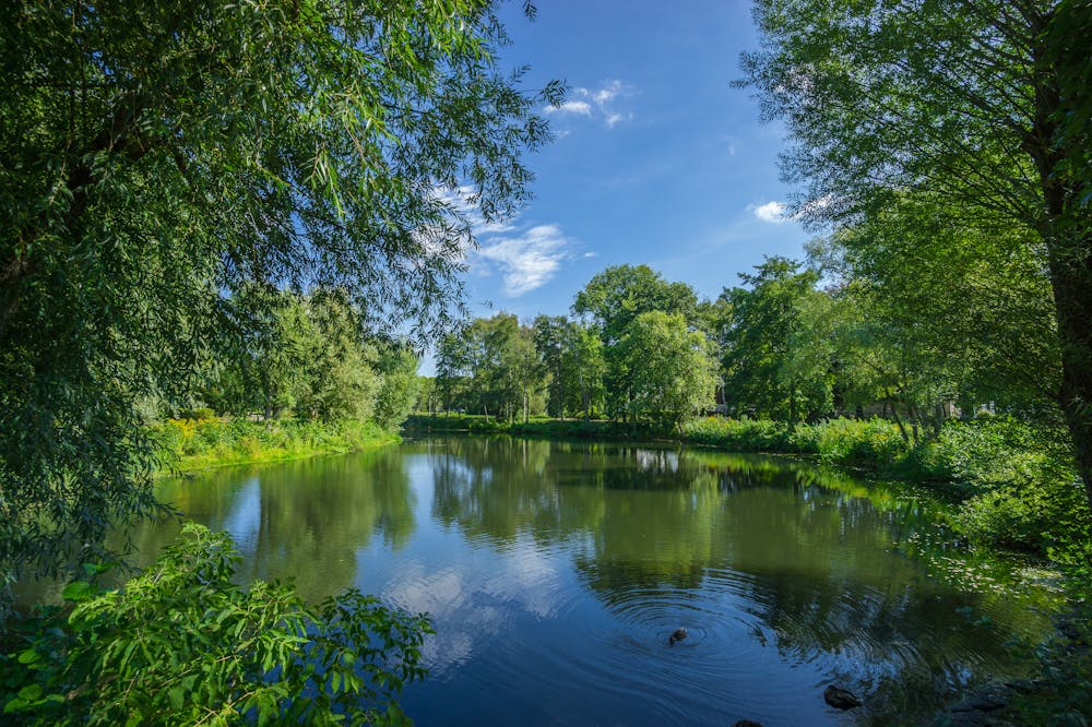 Wetlands and urban forests