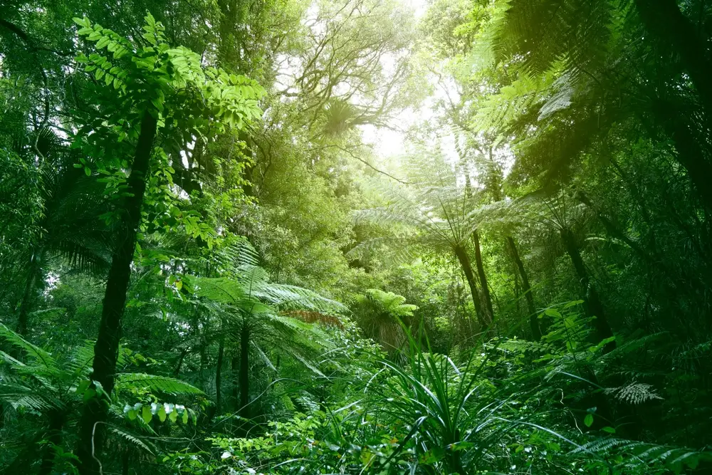 canopy protection