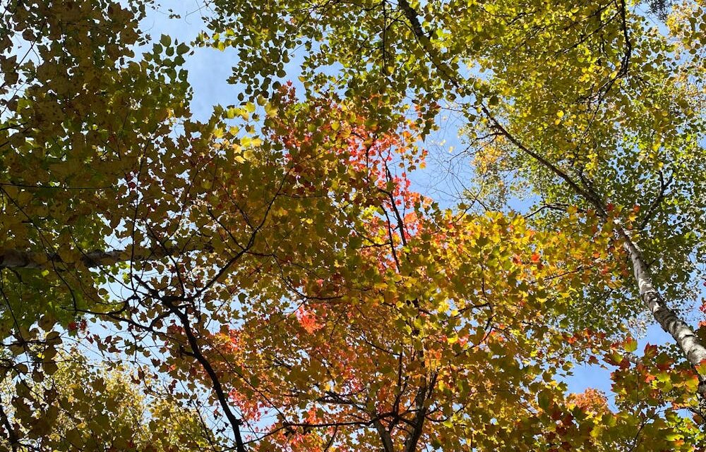 forest canopy