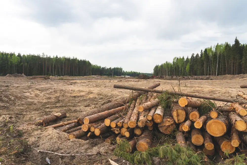 Illegal logging