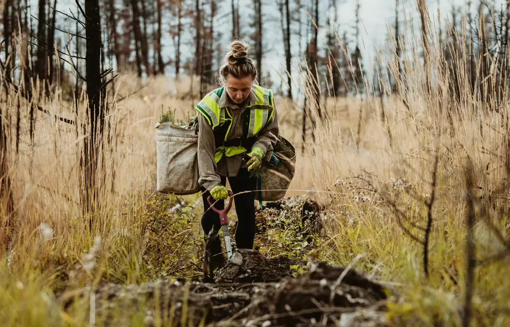 global reforestation
