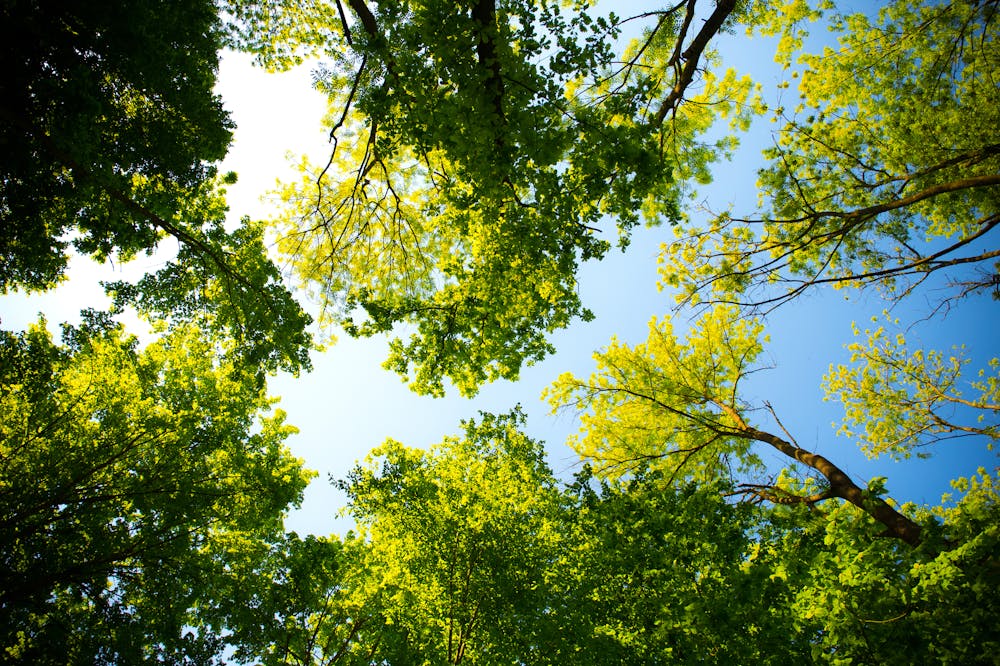 urban tree canopy
