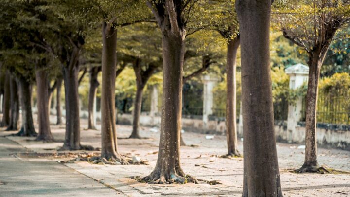 Planting urban forests