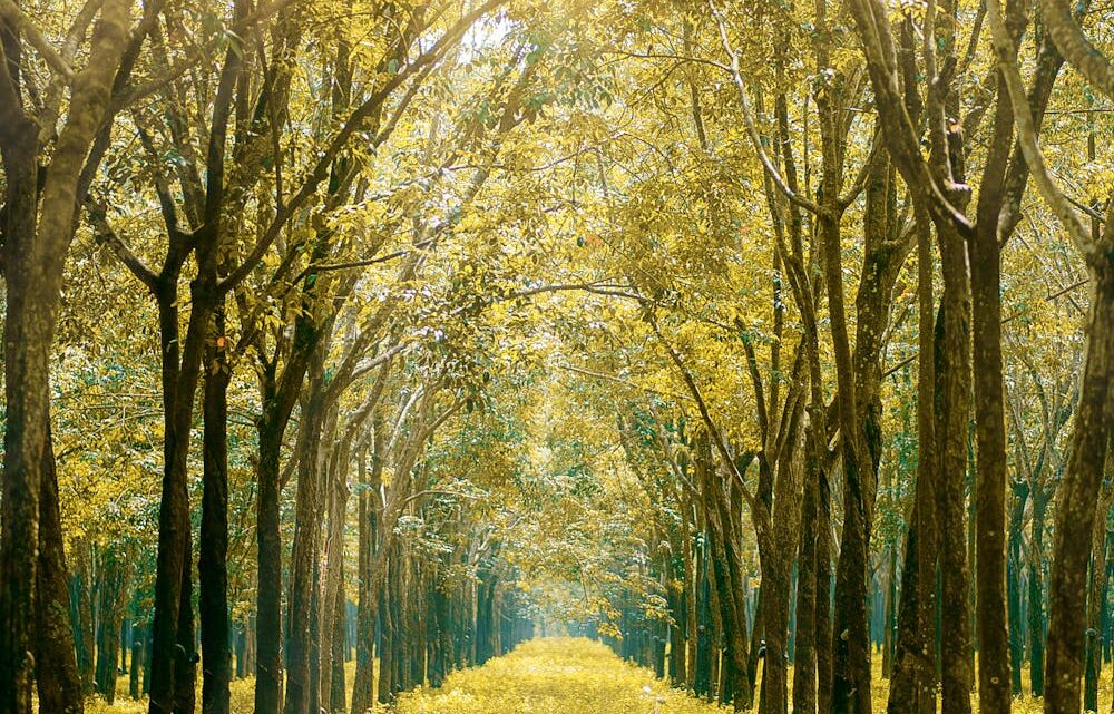 responsible forest management