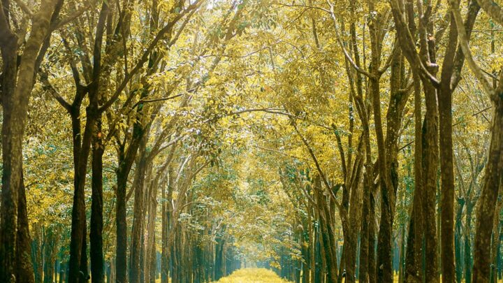 responsible forest management