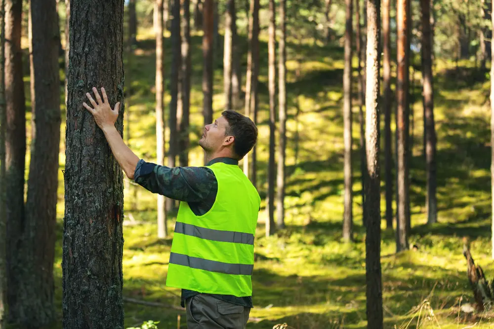 responsible forest management