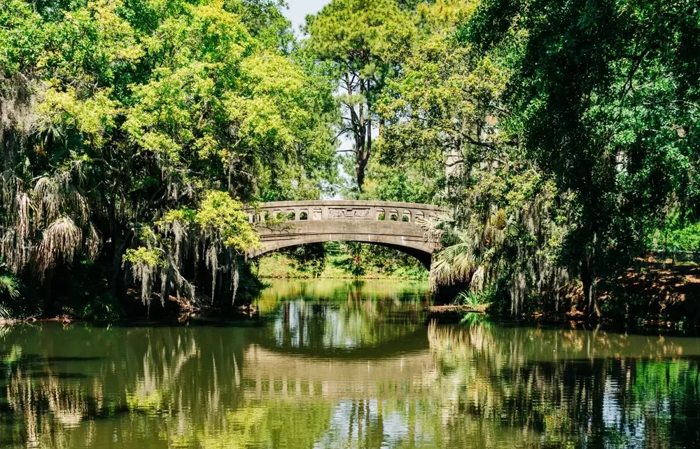 Louisiana’s urban canopy