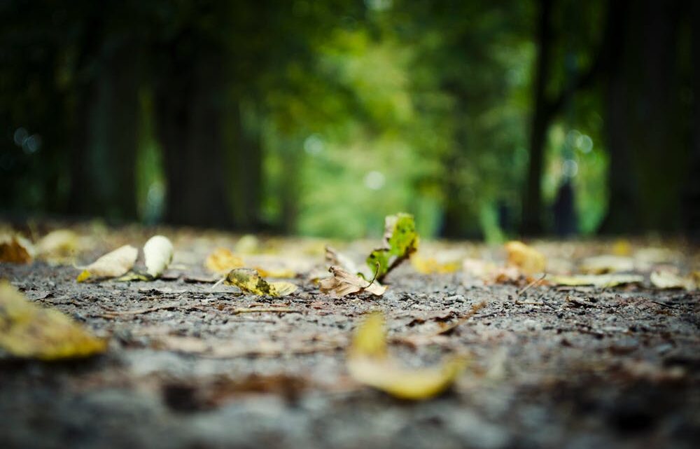 future of forest cities