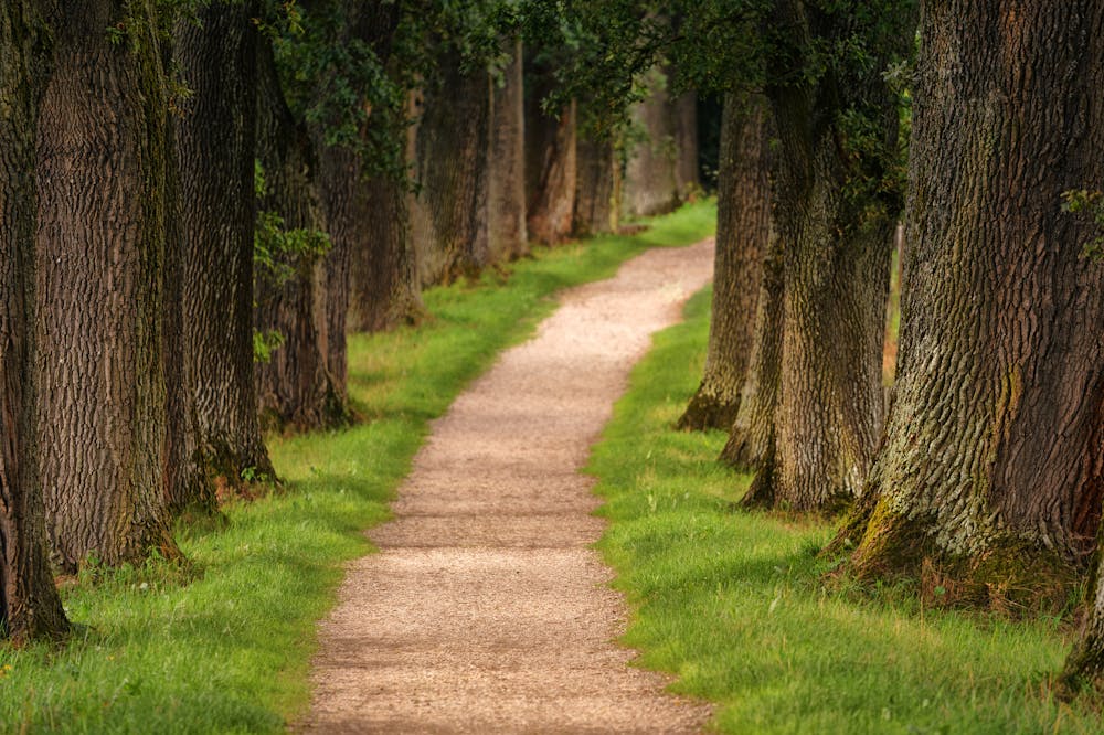 future of forest cities