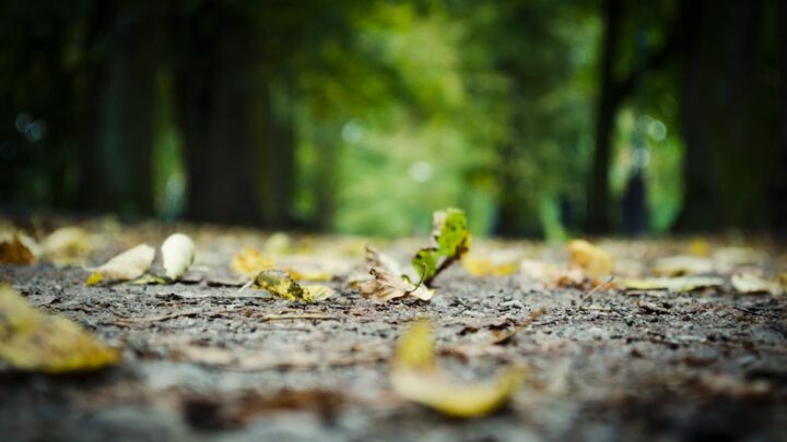 future of forest cities