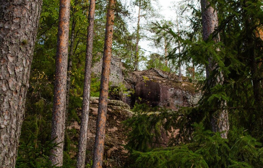 Forest canopies