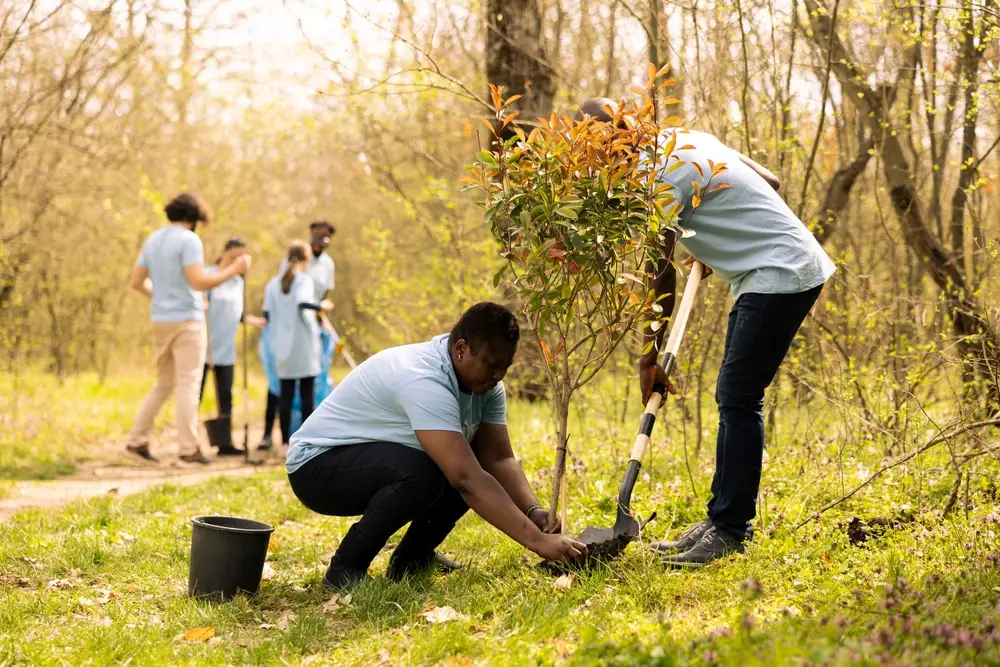 Louisiana urban forest preservation