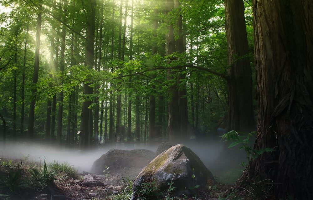 Louisiana urban forest preservation
